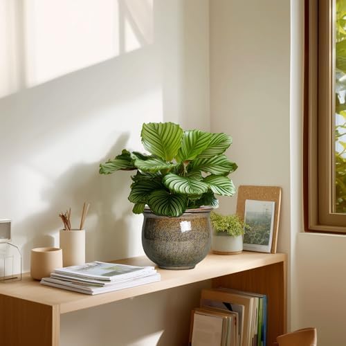 Self Watering Planters for Indoor Plants, 6 Inch Ceramic African Violet Pots with Absorbent Inner Pot, Ceramic Plant Pot, Round Flower Pots, Bathroom Decor, Housewarming Gifts, Yellowish Brown - Image 7