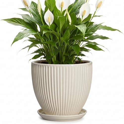 Ceramic Flower Pots, 8 Inch Plant Pot with Drainage Hole and Saucer, Modern Planters for Indoor Plants, Round Indoor Pots for Plants, Office Home Decor, Plant Lover Gifts, Cream White by Unknown