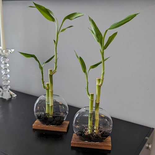 HAKZEON 4 Pack Desktop Round Glass Planter Hydroponics Vase, Glass Planter Terrarium Flower Vase with Wooden Stand, Propagated Plant Jars for Plants, Flower, Home Office Desktop Decor - Image 5
