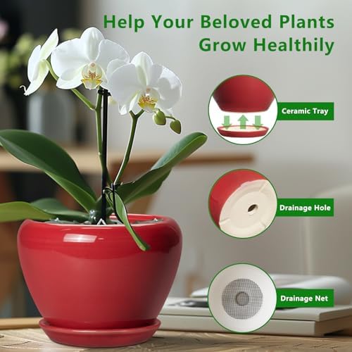 Ceramicfor Ceramic Planter for Indoor Plants, 8 Inch, Glossy Red - Image 6