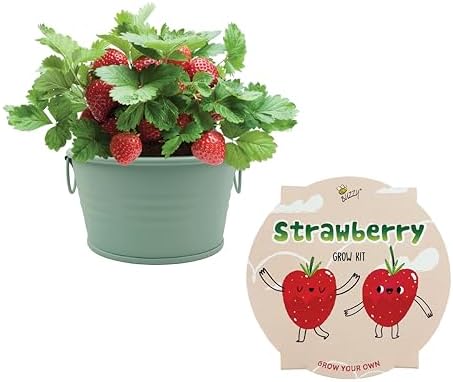 Buzzy Seeds Alpine Strawberry Grow Kit, Metal Basin Planter, Indoor - Image 2