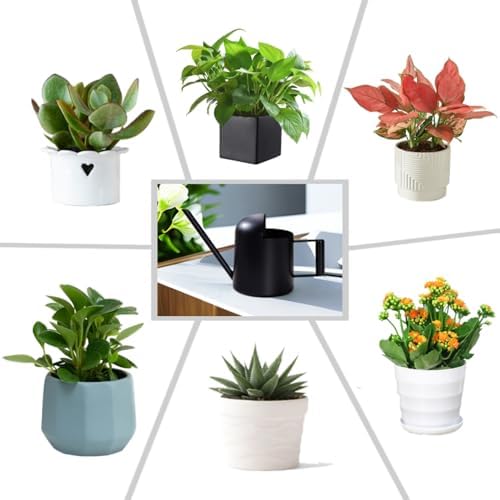 Mini Watering Can Stainless Steel Long Spout 10oz/300ml Small Watering Can for Indoor Desk Plants Outdoor Flowers Succulents Garden Watering Pot Gardening Tool（Black） - Image 3
