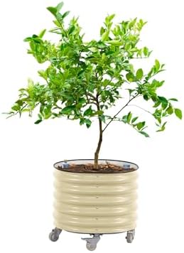 Rolling Citrus Tree Planter Gen 3, Self-Watering 24” Wide Round Large Plant Pots for Lemon Trees Fig Tomatoes Flowers, Planter Box with Wheels for Outdoor Patio Deck, 30 Gallon, Pearl White by Unknown