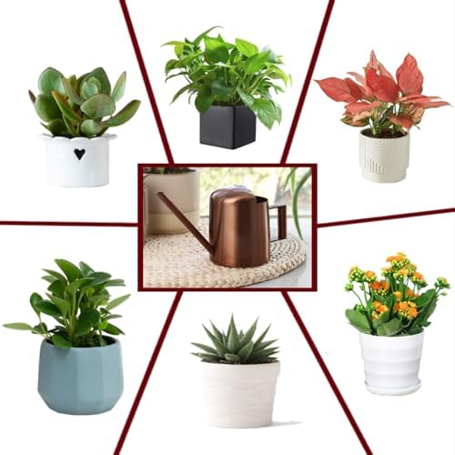 Mini Watering Can Stainless Steel Long Spout 10oz/300ml Small Watering Can for Indoor Desk Plants Outdoor Flowers Succulents Garden Watering Pot Gardening Tool（Copper） - Image 4