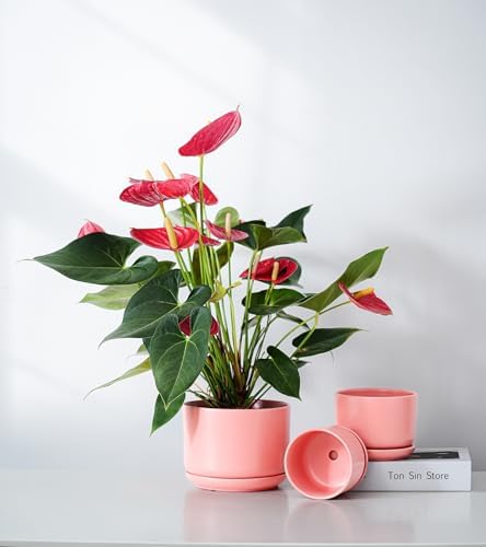 Ceramic Plant Pots,Planters with Drainage Hole&Saucer 3 Pack(Matte Orange) - Image 5