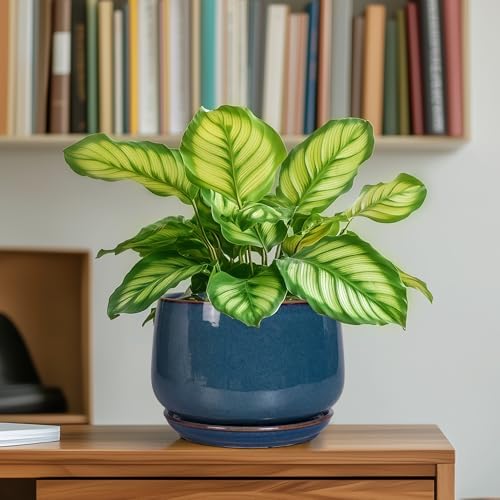 G EPGardening Ceramic Planter 6 Inch - Round Modern Ceramic Pot for Plants with Drainage and Plant Tray Indoor for Flower, Apartment Decor, Housewarming Gifts New Home, Retro Blue - Image 6
