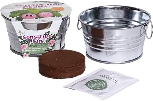 Buzzy Seeds Sensitive Plant Grow Kit, Metal Basin Planter, Mimosa Pudica - Image 4