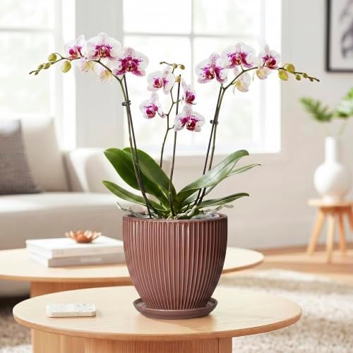 Ceramic Pots for Plants 6 Inch, Ceramic Plant Pots Indoor with Drainage Hole and Saucer, Modern Flower Pot, Round Decorative Planter, Living Room Home Decor, House Warming Gifts, Rust Red - Image 3