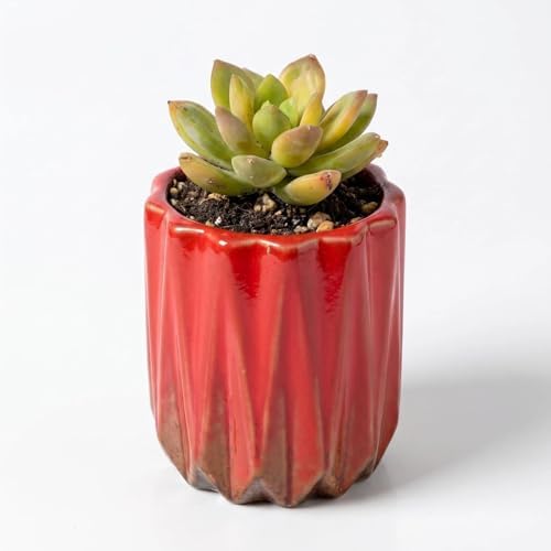 Succulent Plant Pots Ceramic Plant Pots and Drainage Hole Bonsai Planter Small Flower Pots for Indoor Outdoor Use for Home Office Garden Decoration,Plants Not Included (Red B) by SUSOYAOCHEN