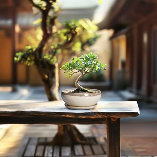 SQOWL Small Bonsai Pots - 6 Inch Ceramic Plant Pots for Succulents, Shallow Planter with Drainage Hole and Saucer, Round Planters for Indoor Outdoor Cactus Plants, House Decor, Birthday Gifts, Beige - Image 7
