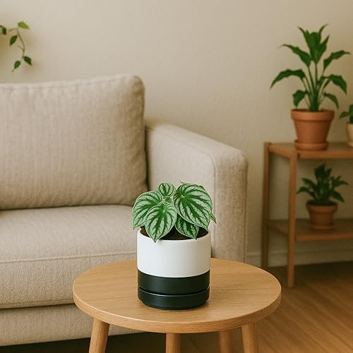 D'vine Dev 4.7 Inch Ceramic Planter Pot, Black White Two Tone, 94-O-B-L - Image 2