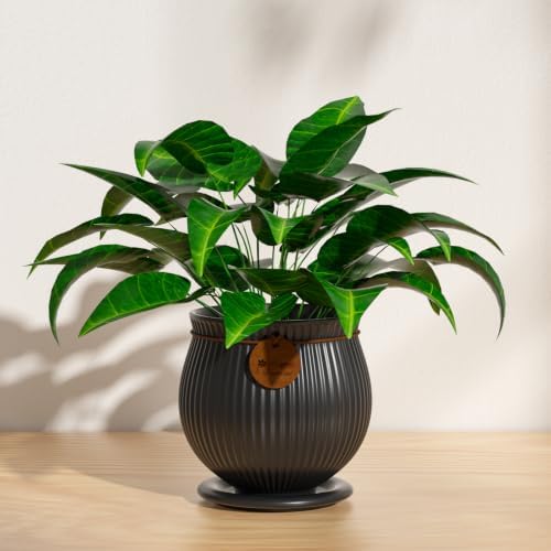 4.4 Inch Black Ceramic Planter with Drainage Hole and Saucer - Image 5