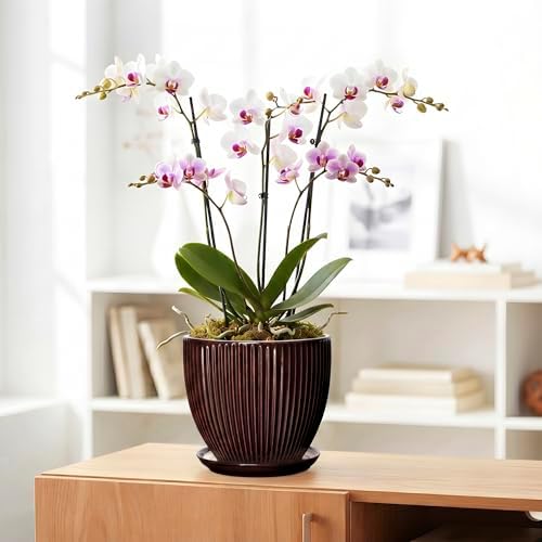 8 Inch Flower Pot, Ceramic Planters with Drainage Hole and Plant Saucer, Round Planters for Indoor Plants, Modern Plant Pot, Decorative Planter, Home Entryway Decor, Women Men Gifts, Brown - Image 5
