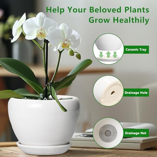 Ceramicfor Ceramic Pot for Plants - 6 Inch Plant Pot for Succulent Plants, Glaze Modern Round Planter with Drainage Hole and Saucer, Gifts for Plant Lovers, Home Office Patio Room Decor, White - Image 5