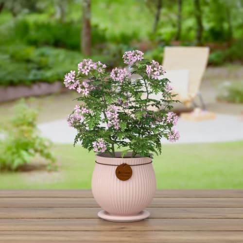 6.3 Inch Pink Ceramic Planter with Drainage Hole and Saucer - Image 6