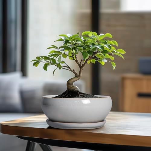 SQOWL Bonsai Tree Pots, 8 Inch Ceramic Plant Pots with Saucer, Gray - Image 3