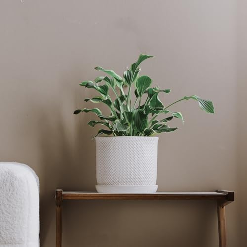 8 Inch Plant Pot: Ceramic Planter with Drainage Hole & Saucer Indoor Outdoor Plants - Flowerpot with Bonded Tray for Home Office - Beaded Embossed Style, Cream White - Image 4