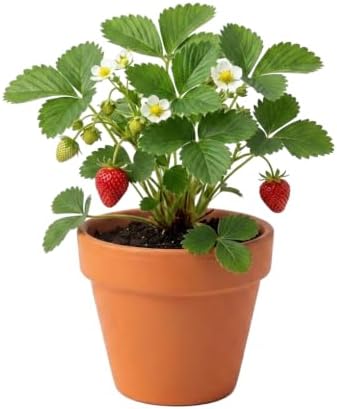 Buzzy Seeds Alpine Strawberry Grow Kit 12-Pack, Terracotta Pots, Fruit - Image 2