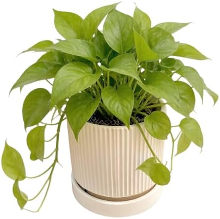 Cuteforyou 5.1 Inch Modern Textured Ceramic Succulent Planter Pot – Perfect for Small Plants, Cacti & Desk Decor – Lightweight & Durable，Yellow - Image 3