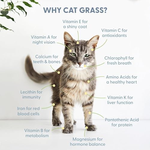 Cat Grass Growing Kit -Organic Seed, Soil and BPA Free containers (Non GMO). All of Our Seed is Locally sourced! (1 Pack) - Image 5