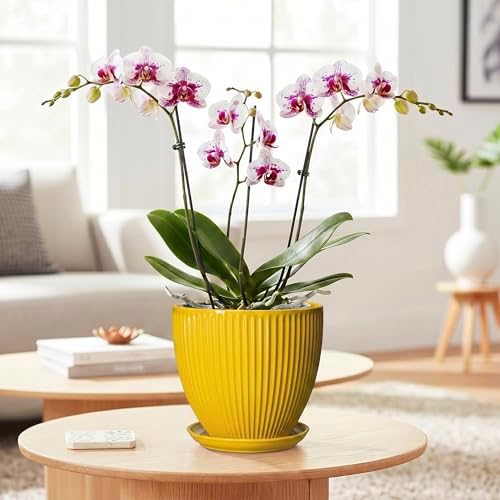 6 Inch Plant Pot, Ceramic Planter with Drainage Hole and Saucer, Decorative Small Plant Pots for Indoor Plants, Modern Round Flower Pot, Home Office Room Decor, House Warming Gifts, Yellow - Image 3