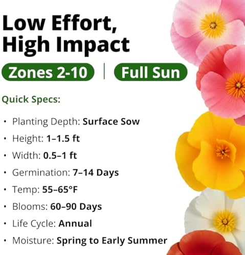 HOME GROWN Mission Bells Poppy 6000 Flower Seeds Eschscholzia californica - Image 3