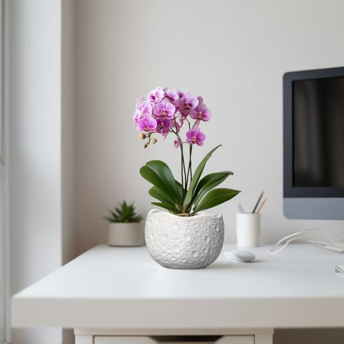 Ceramic Pots for Plants - 6 Inch Plant Pot for Indoor Outdoor, Decorative Orchid Pots with Drainage Hole, Unique Round Modern Planters, Home Decor, Gifts for Plant Lovers, White - Image 5