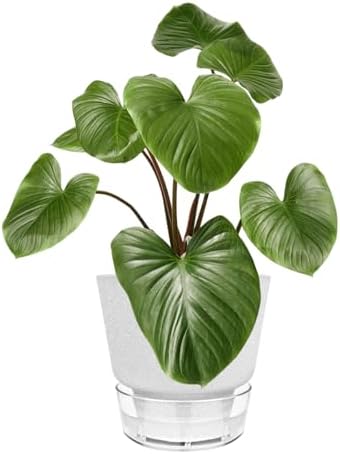 2024 Upgraded 5 Pack 6-Inch Self-Watering Planter Pots with Deep Reservoir for Indoor and Outdoor Plants with Planting Tools (Frosted White) - Image 2