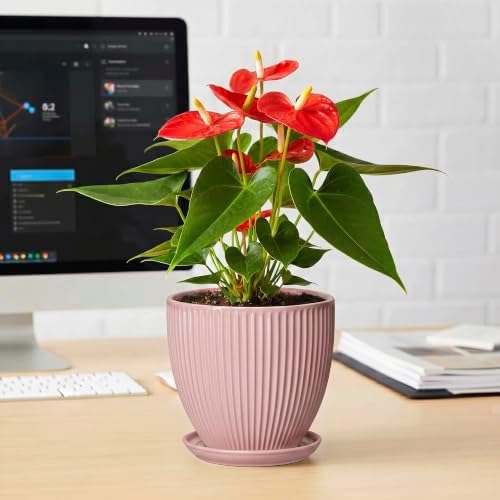 6 Inch Flower Pots, Ceramic Pots for Plants Indoor, Modern Plant Pot with Drainage Hole and Saucer, Decorative Small Round Succulent Planter, Living Room Office Decor, Women Men Gifts, Pink - Image 6