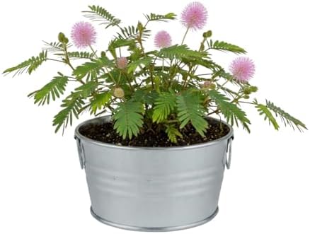 Buzzy Seeds Sensitive Plant Grow Kit, Metal Basin Planter, Mimosa Pudica - Image 2