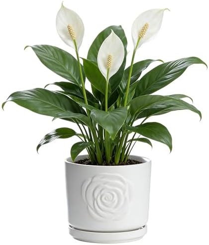 Ekirlin 7 Inch Plant Pot for Indoor Plants, Modern Ceramic Glaze Planters, Round Planter Pot with Drainage Hole and Saucer, Pothos Flower Pots for Succulent, Orchid, Snake Plant,Gift for Plant, White by Ekirlin