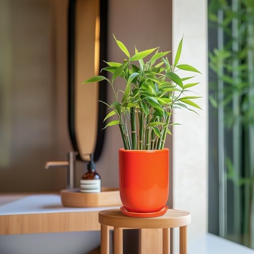 Ceramic Planter - 8 Inch Plant Pot with Drainage Hole and Saucer, Cylinder Round Modern Flower Pot for Indoor Outdoor Plants, Plant Lover Gifts, Garden Office Home Decor, Orange - Image 5