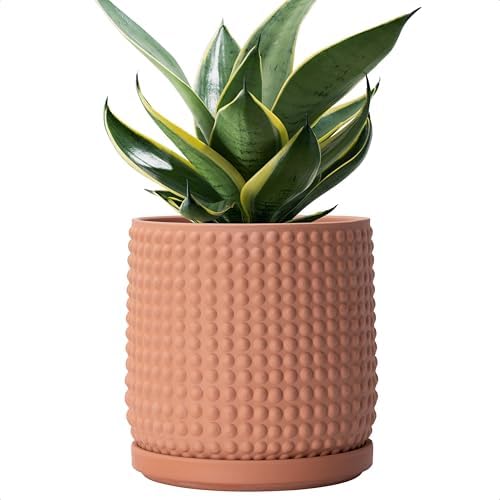 D'vine Dev Beaded Terracotta Pot with Saucer, 6 in, Terra Cotta, 27-C-X-7 by DvineDevPlanterPotsandStand