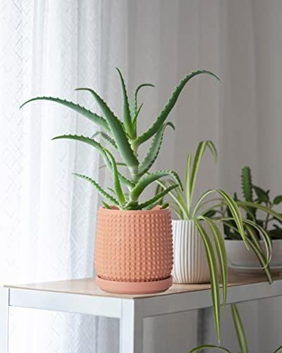 D'vine Dev Beaded Terracotta Planter Pots, 4/6 in,Terra Cotta, 27-D-U-7 - Image 6