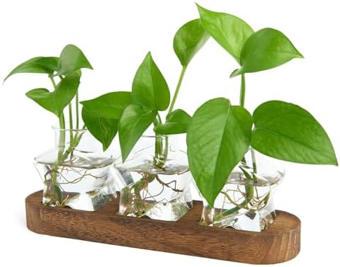 XXXFLOWER Plant Propagation Station with Wooden Stand 3 Star Jars by XXXFLOWER