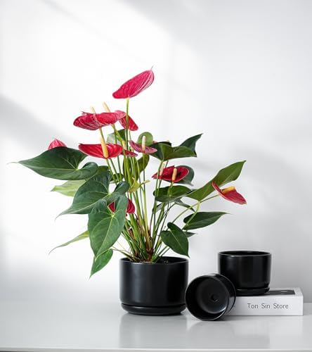 Flower Pots,Ceramic Pots with Drainage Holes & Saucer Set of 3(Matte Black) - Image 7
