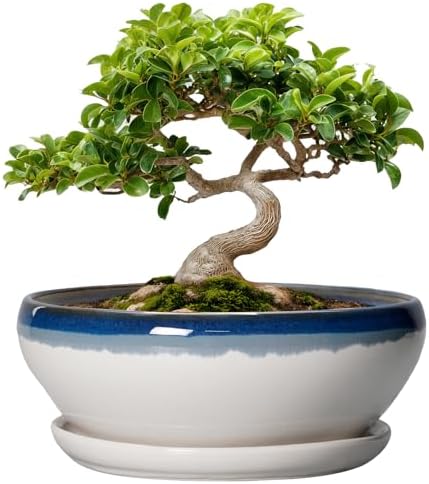 SQOWL Bonsai Pots Ceramic - 8 Inch Succulent Planters Indoor, Succulent Pot with Drainage Hole and Tray, Shallow Ceramic Plant Pot, Round Bowl Planter, Porch Decor, Gardening Gift, Blue Off-White by SQOWL