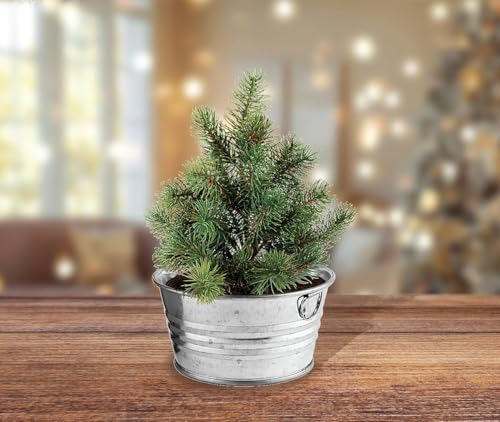 Buzzy Seeds Grow Your Own Christmas Tree Kit, Metal Basin Planter, Spruce - Image 2