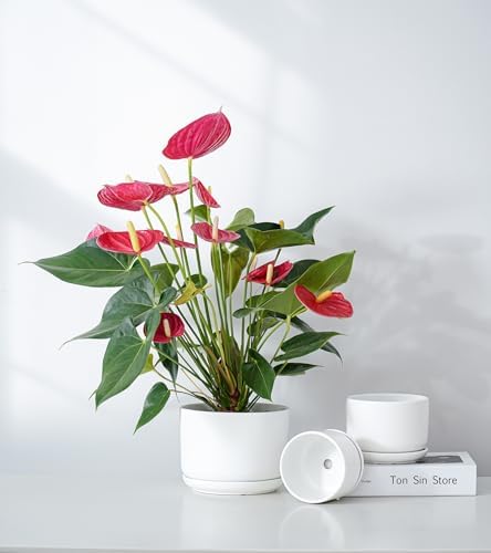 White Plant Pots,Ceramic Flower Pots Set of 3 with Drainage Holes(Matte) - Image 6