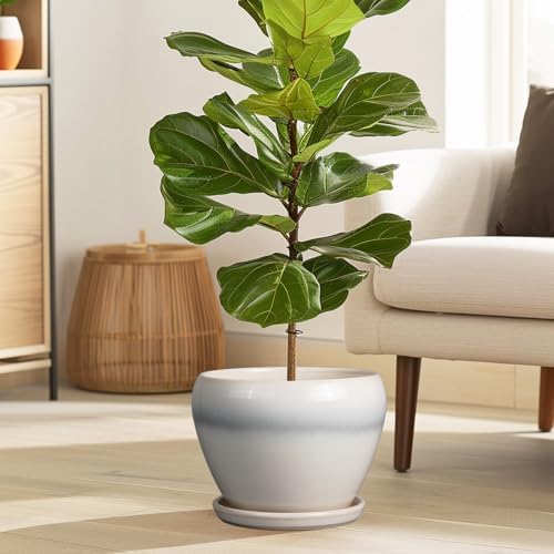 Ceramicfor Ceramic Planter - 8 Inch Plant Pot with Drainage Hole and Saucer, Glaze Round Flower Pot for Home Garden Patio Office, White - Image 2