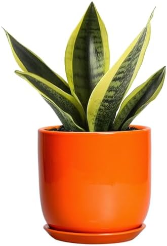 5 Inch Plant Pot - Ceramic Planter for Succulent Cactus Herbs Indoor Plants, Modern Round Flower Pot with Drainage Hole and Saucer, Gifts for Plant Lovers, Patio Office Home Decor, Orange by SUNPOTFOR