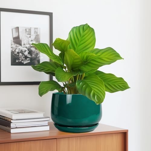 G EPGardening Ceramic Planter for Indoor Plants - 7 Inch Plant Pot, Round Planter with Drainage and Saucer, Round Flower Pots for Outdoor, Modern Desk Decor, Gift for Women Men, Green - Image 5