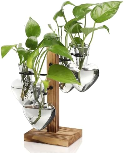 Plant Terrarium Propagation Stations with Wooden Stand by CYZglass