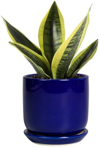 Succulent Pot 5 Inch - Modern Ceramic Planter for Indoor Plants with Drainage Hole and Saucer, Office Home Room Patio Decor, Blue by SUNPOTFOR