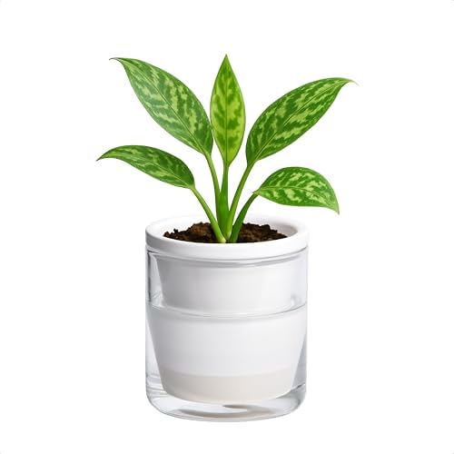 D'vine Dev Self-Watering White Terracotta Planter Pot, 4 in, 37-X-A-2 by DvineDevPlanterPotsandStand