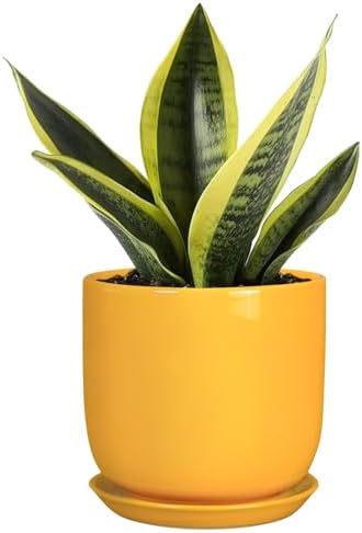 Plant Pot 5 Inch - Modern Round Indoor Ceramic Planter with Drainage Hole and Tray for Succulent Cactus Herbs Plants, Home House Garden Office Decor, Yellow by SUNPOTFOR