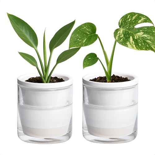 D'vine Dev Self-Watering White Terracotta Planter, 4 in, 2-Pack, 37-Y-A-2 by DvineDevPlanterPotsandStand