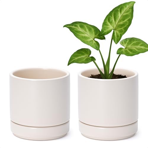 D'vine Dev 2-Pack Ceramic Pots with Saucers, Oatmeal, 4.7 in, 94-V-B-8 by DvineDevPlanterPotsandStand