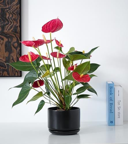 Flower Pots,Ceramic Pots with Drainage Holes & Saucer Set of 3(Matte Black) - Image 4