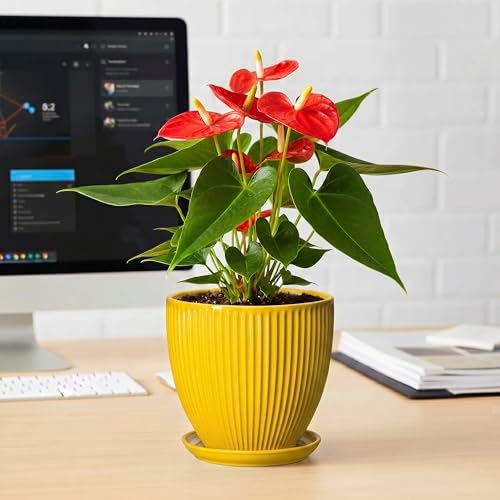 6 Inch Plant Pot, Ceramic Planter with Drainage Hole and Saucer, Decorative Small Plant Pots for Indoor Plants, Modern Round Flower Pot, Home Office Room Decor, House Warming Gifts, Yellow - Image 6
